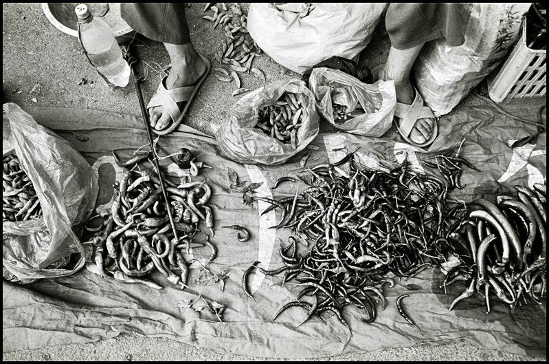 ©copyright Marco Giardini